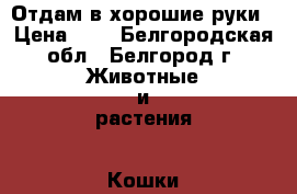 Отдам в хорошие руки › Цена ­ 1 - Белгородская обл., Белгород г. Животные и растения » Кошки   